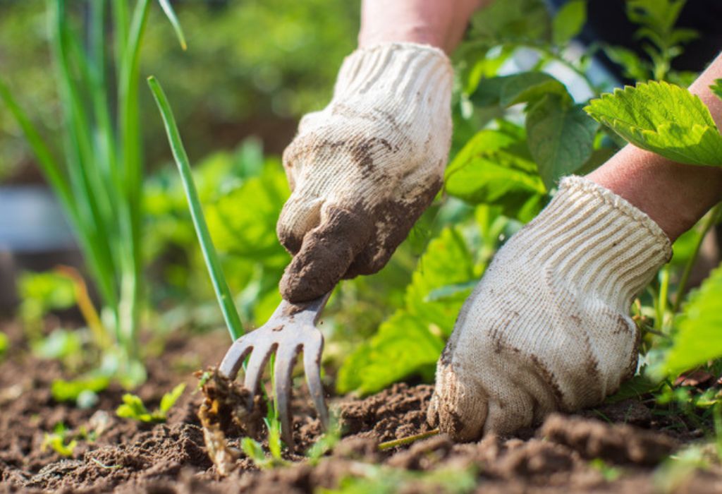 How to Remove Weeds from Garden: Easy & Effective Methods