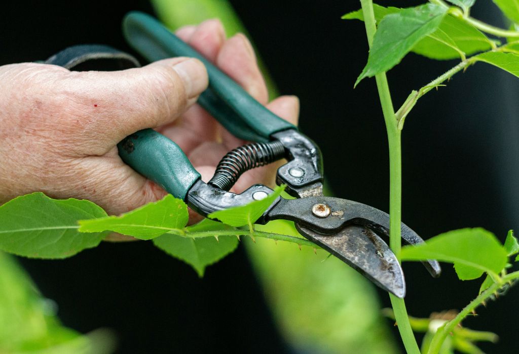 How to Keep Weeds Out of the Garden: 10 Proven Tips for 2025