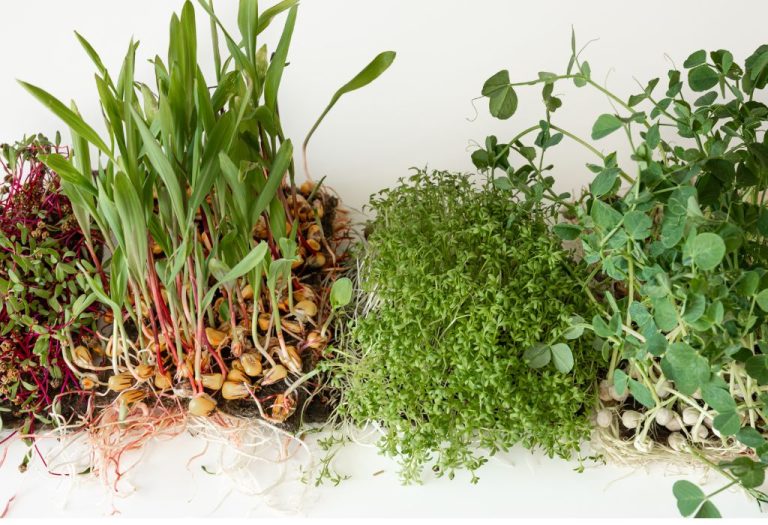 How to Keep Weeds Out of Garden: Proven Tips & Natural Methods