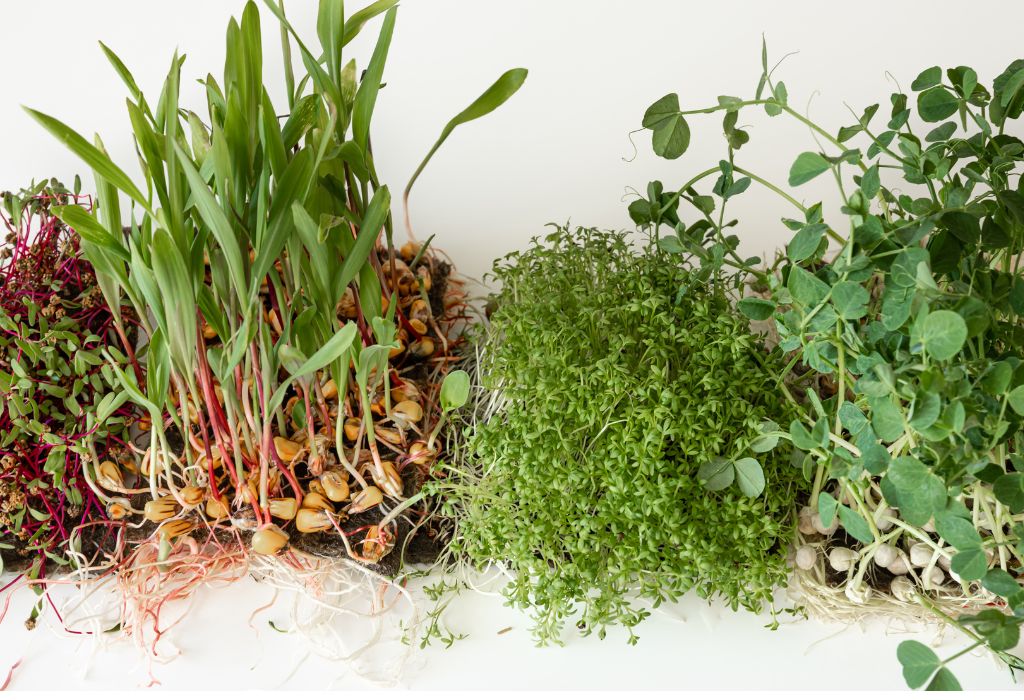 Preventing Weeds Before They Start