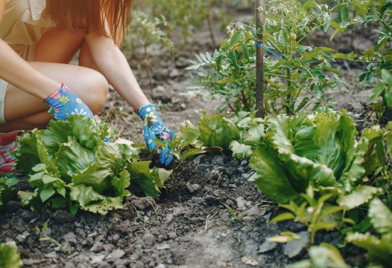 How to Keep Weeds Out of Vegetable Garden: Proven Tips for 2025