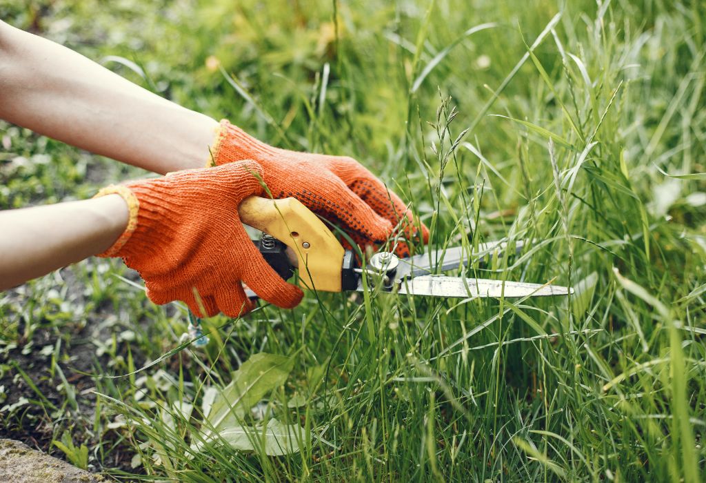 How to Prevent Weeds in Garden: Proven Tips & Natural Methods