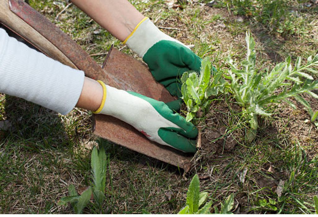 How to Suppress Weeds in Garden: Natural & Effective Methods