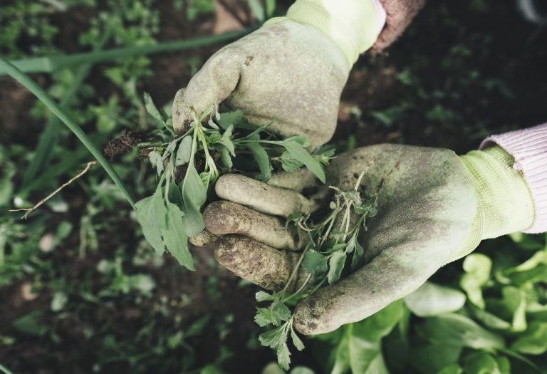 How to Weed a Garden: Step-by-Step Guide for Beginners