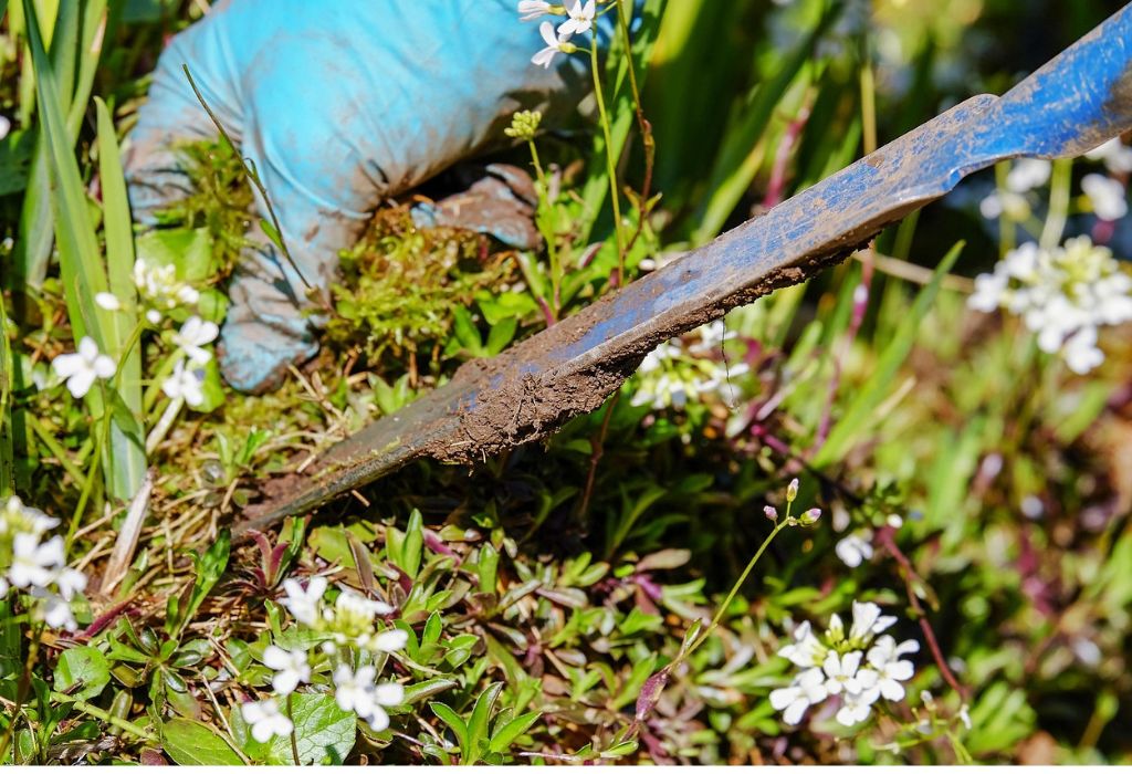 What Are Garden Weeds?
