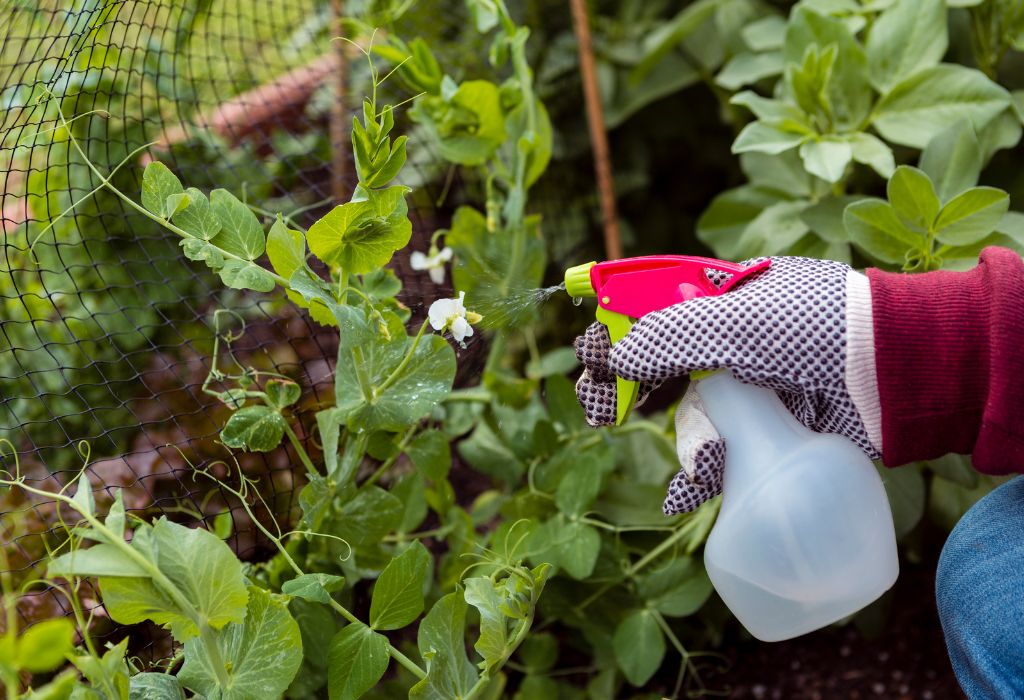 What Does Weed Prevention Mean?