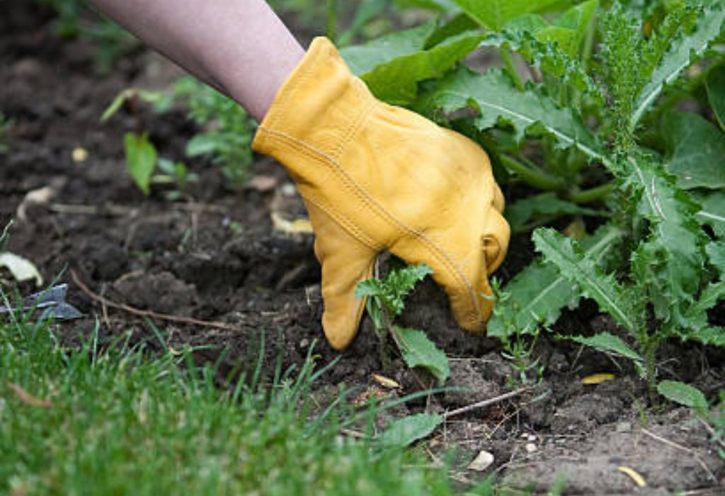 What Makes Weeds So Tough?