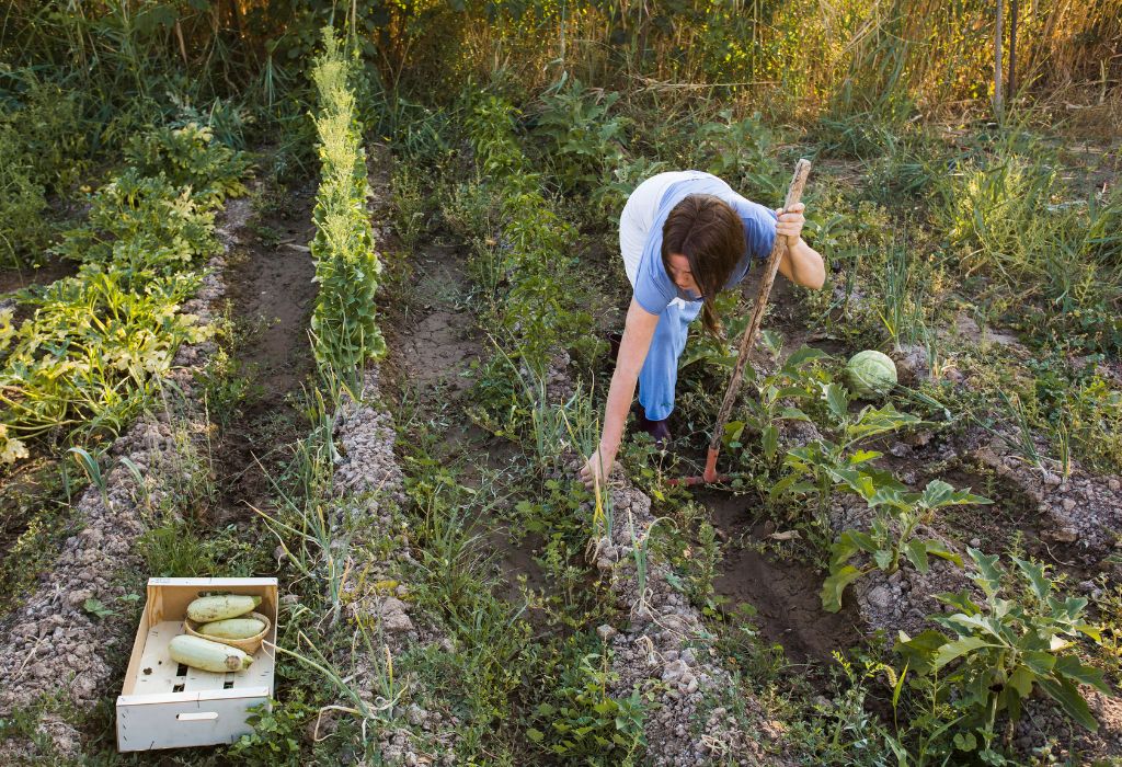 How to Prevent Weeds in Vegetable Garden: Proven Methods for 2025