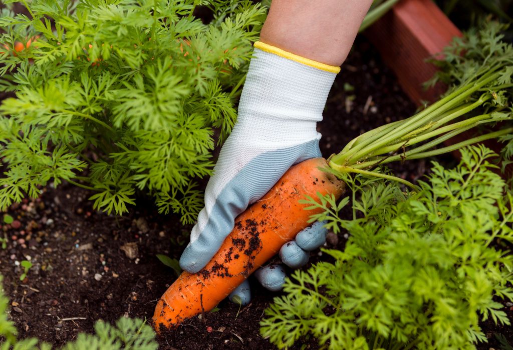 Why Weeds Are Harmful in Vegetable Gardens