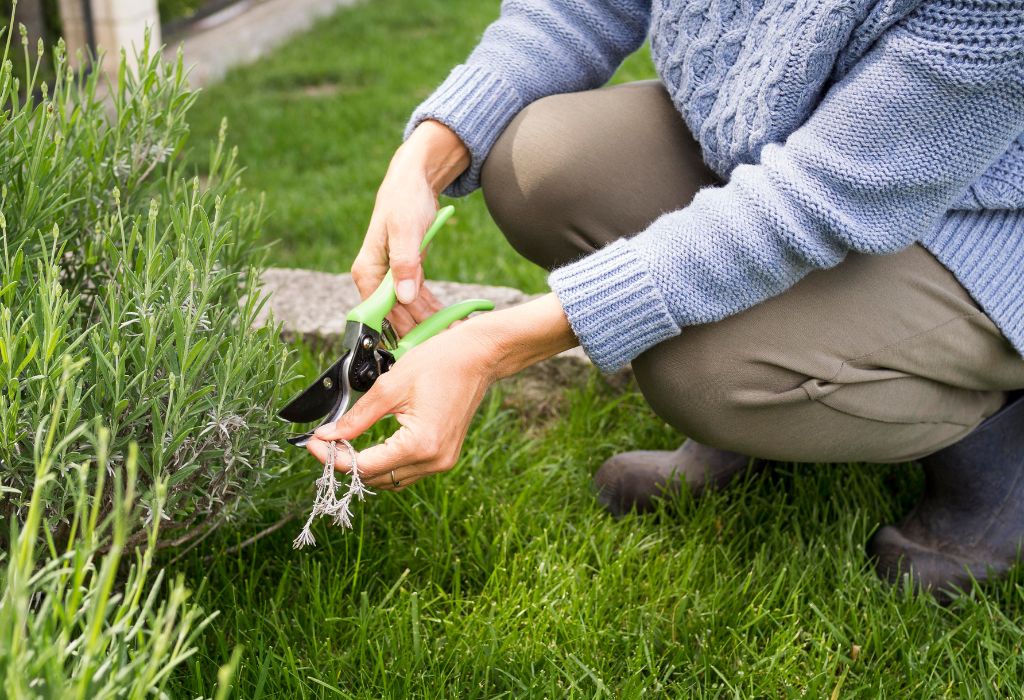 Best Natural Ways to Suppress Weeds in Garden