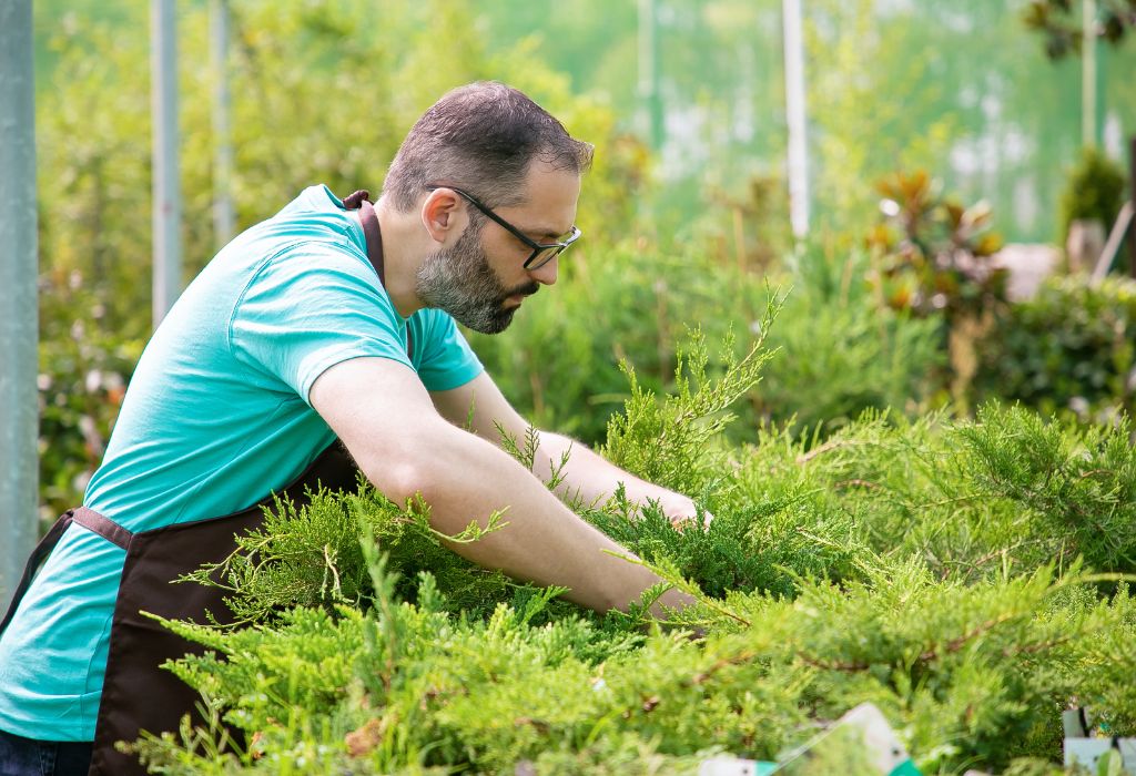 Better Than Weeds — Use True Green Manures/Cover Crops