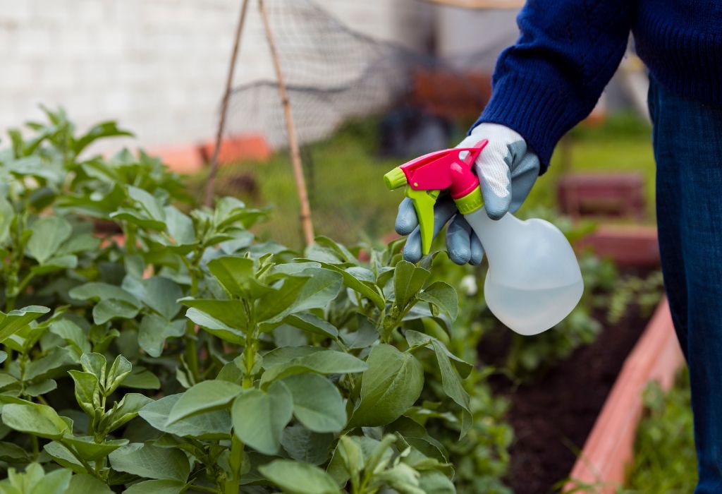 Can I Spray Weed Killer in My Vegetable Garden Safely?