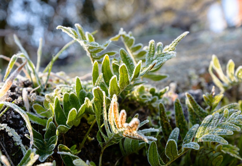 Cold-Hardy Winter Weeds