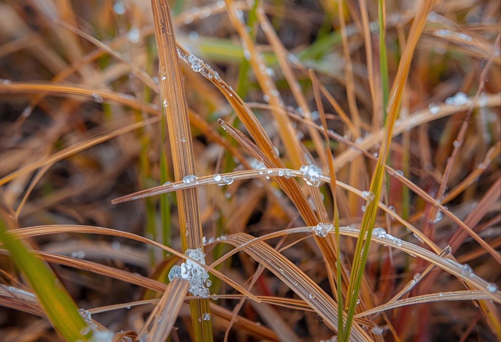 Do Garden Weeds Die in Winter? Complete 2025 Guide