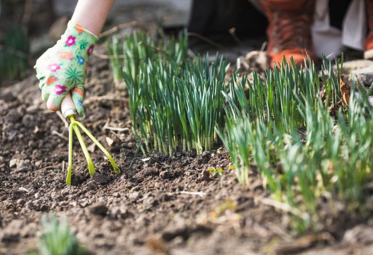 How to Kill Weeds in Garden: Safe & Effective Methods for 2025