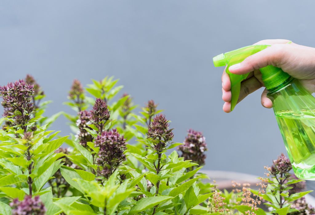 Methods to Control and Manage Weeds
