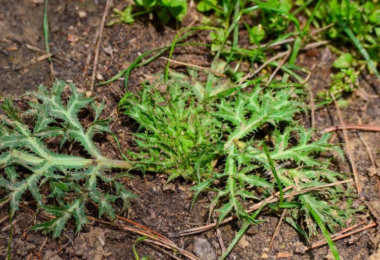 How to Get Rid of Prickly Weeds in Garden Naturally