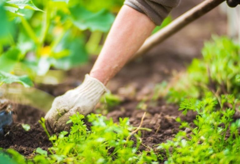 How to Get Rid of Tiny Weeds in Garden: Fast and Natural Solutions