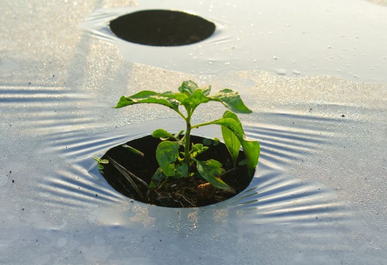 How to Install Weed Barrier in Garden the Right Way