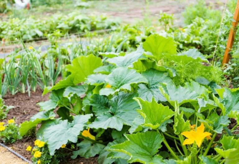 Is Garden Greens Good Weed Barrier for Home Gardens?