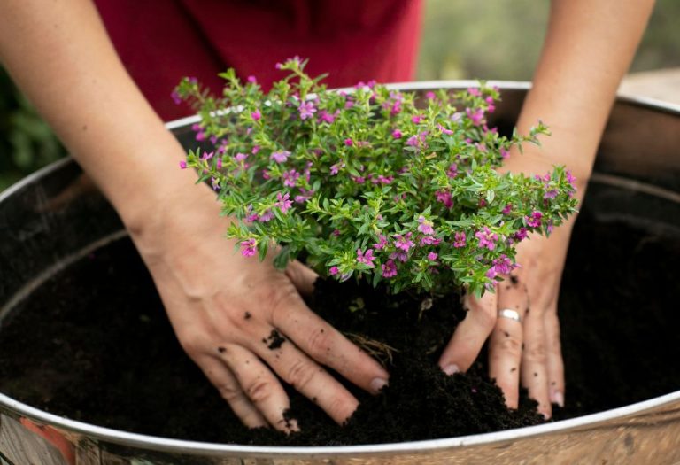 Is Garden Phlox a Weed That You Should Pull or Keep?