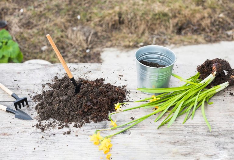 Should You Leave Pulled Weeds in Your Garden?