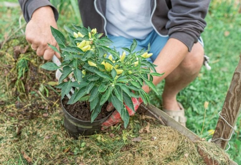 Can I Plant Weed in My Garden? Legal & Safety Guide