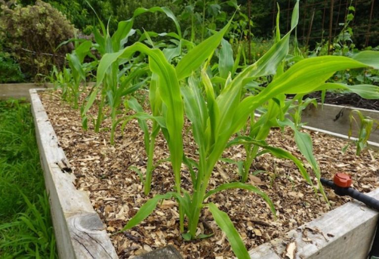 Does Cornmeal Stop Weeds from Growing in Gardens?