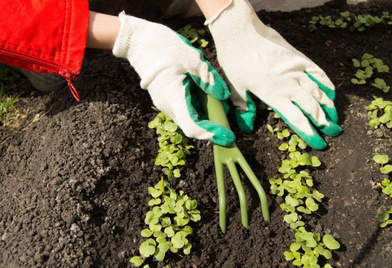 How to Use a Hand Weeder Correctly for Easy Weed Removal