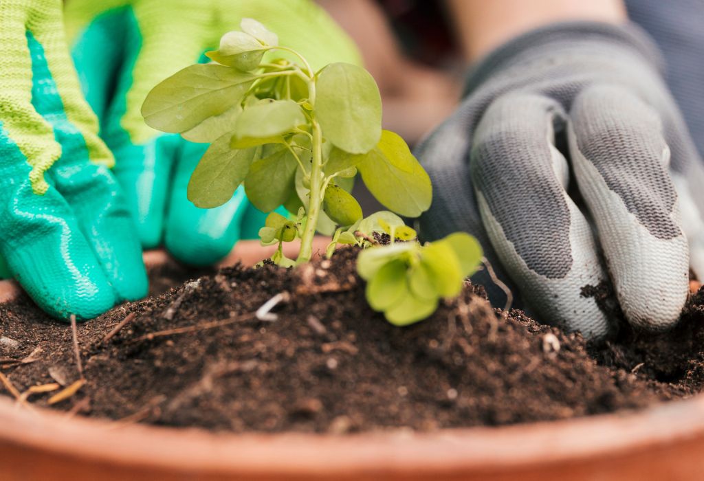 What Do Weeds Look Like in a Garden? Common Types Explained