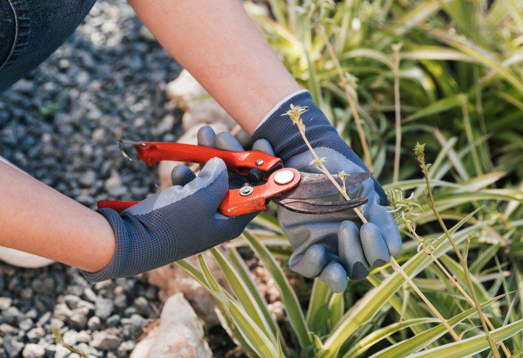 What Causes Weeds in Rock Gardens?