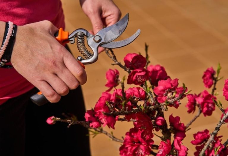 Should I Use Pruning Shears for Bonsai: Tips for Beginners