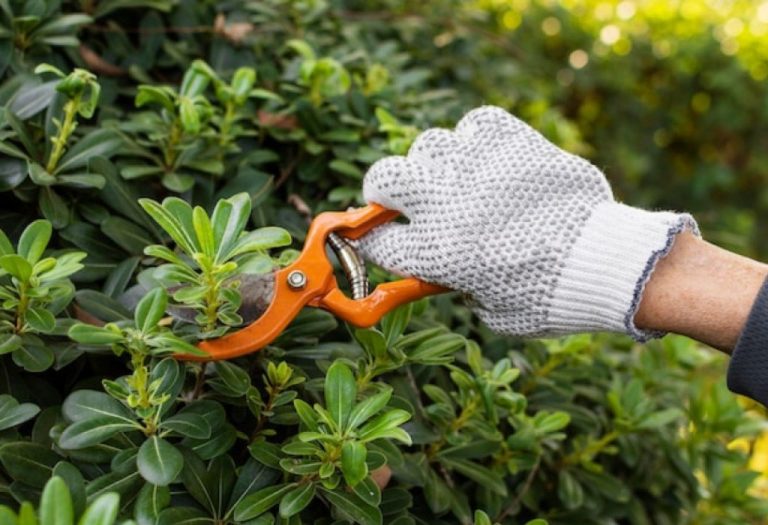 Beginner’s Guide: How to Unlock Pruning Shears Correctly