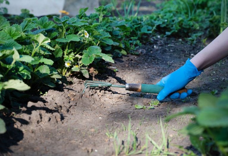 How to Use a Weeder Hoe Correctly for Quick Weed Control