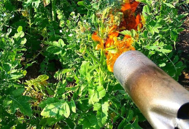 How Close Can a Flame Weeder Be to a Plant for Best Results
