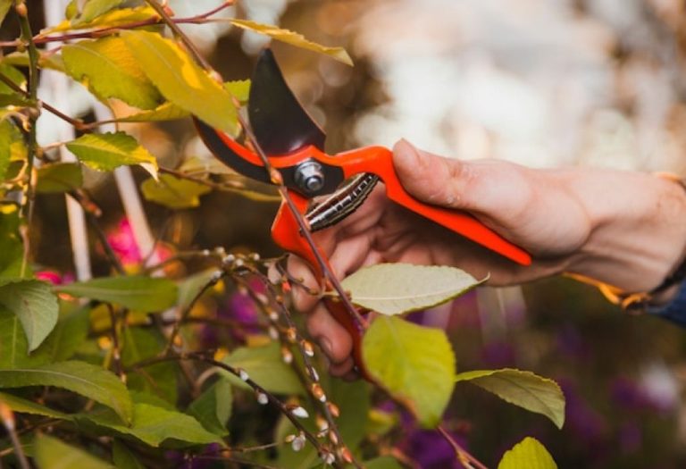 How to Sharpen Fiskars Pruning Shears for Clean Cuts