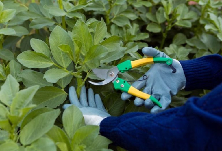 How to Sterilize Pruning Shears to Prevent Plant Diseases