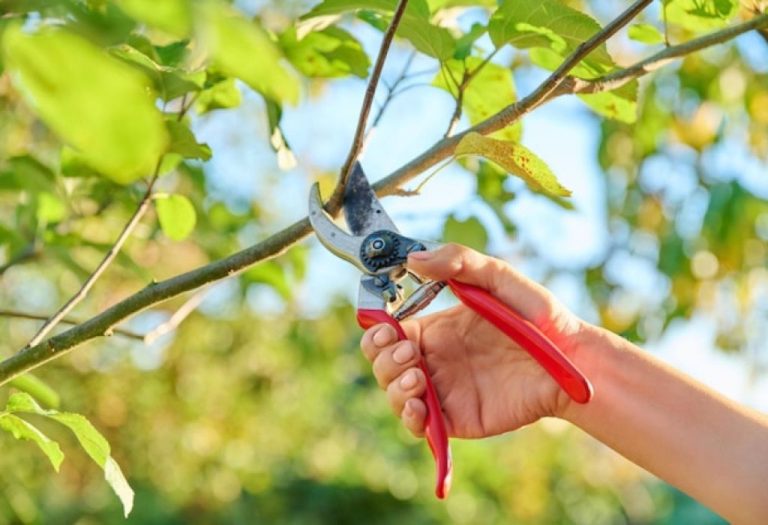 How to Disinfect Pruning Shears and Stop Plant Diseases