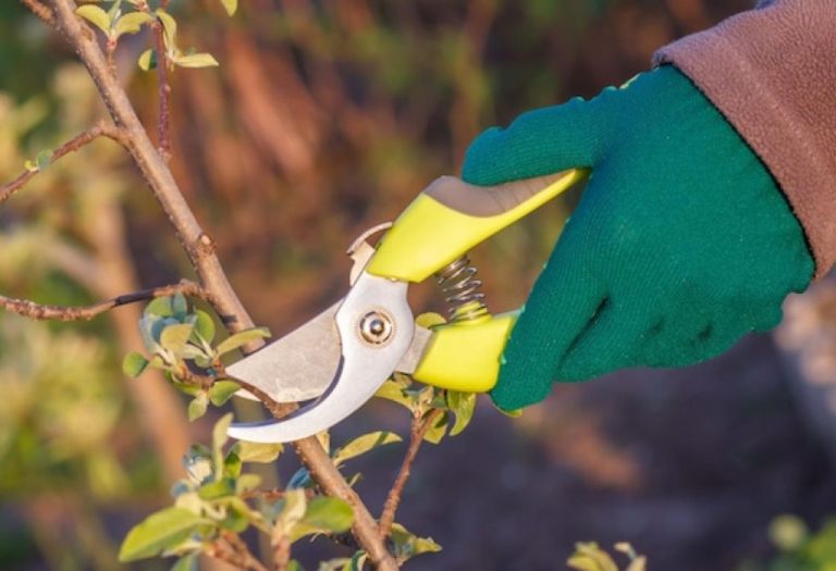 How to Sanitize Pruning Shears Safely Before Gardening