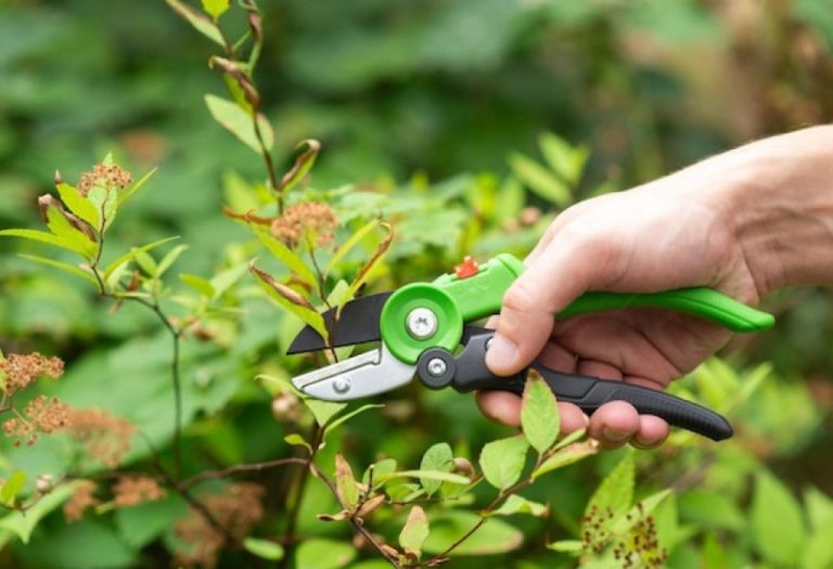 Can I Use Scissors Instead of Pruning Shears in My Garden?