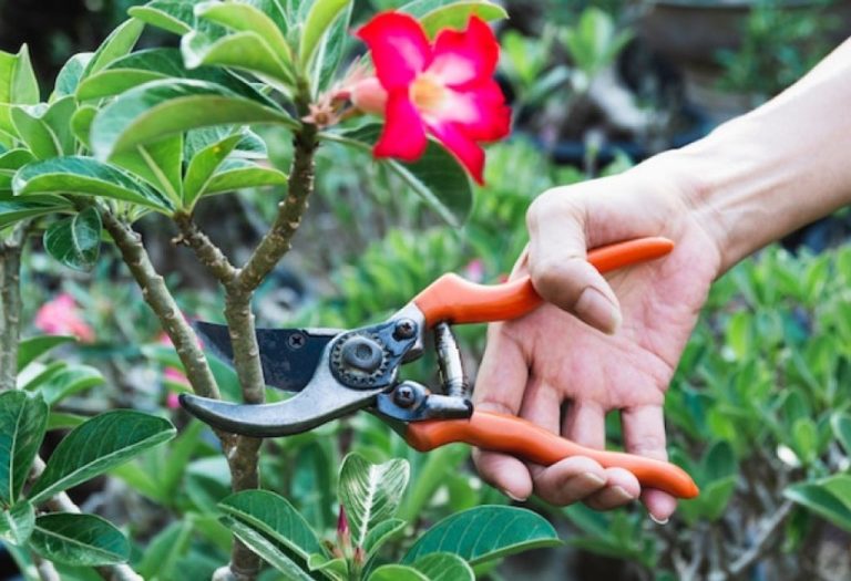 How to Adjust Fiskars Pruning Shears for Smooth Cuts