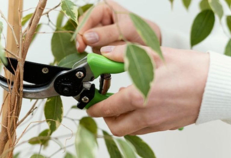How to Care for Pruning Shears and Keep Them Sharp
