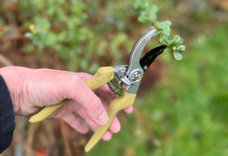 How to Choose Pruning Shears That Last for Years
