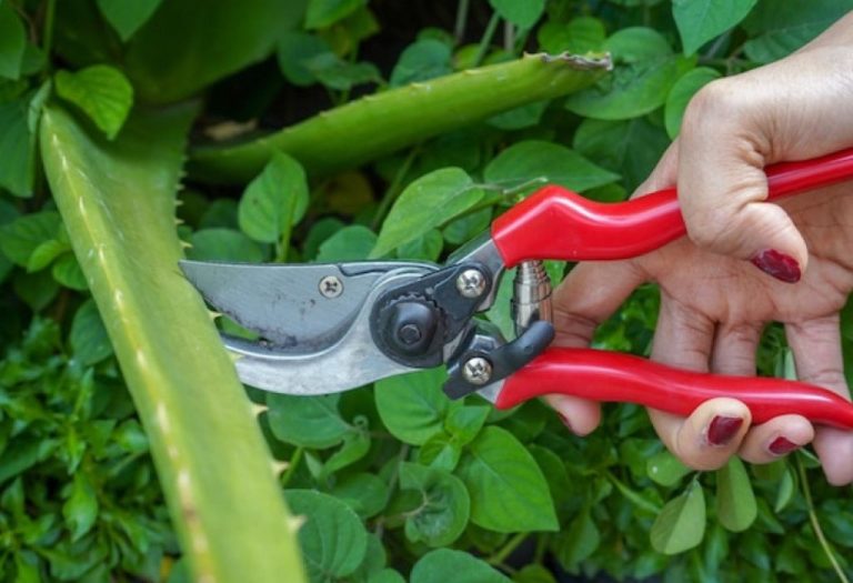 How to Get Rust Off Pruning Shears With Simple Hacks