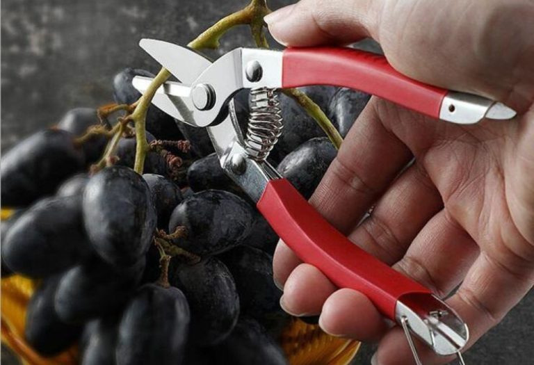 Are Pruning Shears Better Than Scissors for Gardening?