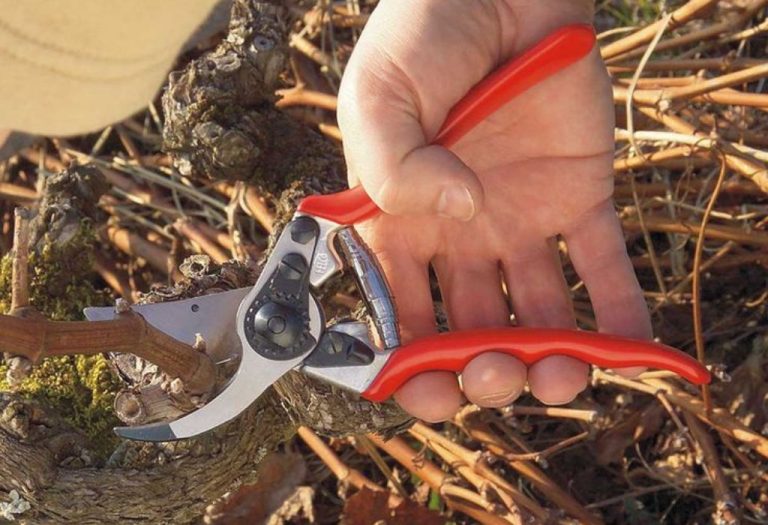 Are Pruning Shears Really Snips? Experts Explain