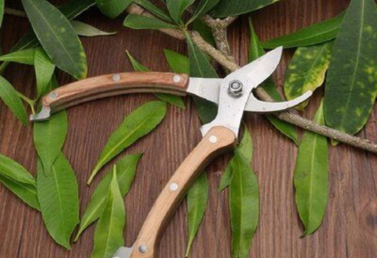 Can I Use Rubbing Alcohol to Sterilize Pruning Shears Safely?