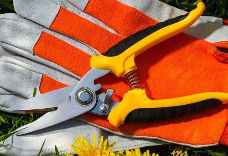 Can You Cut Back Silver Mound with a Pruning Shears Properly?