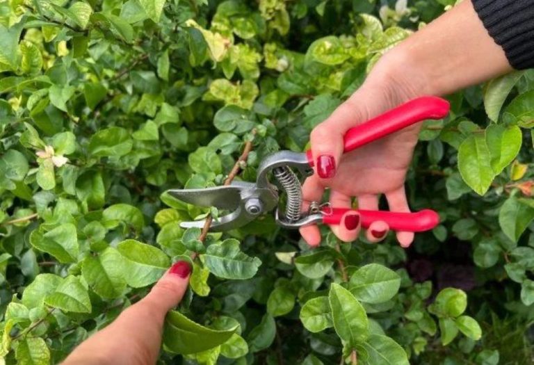 How to Store Pruning Shears for Long-Lasting Sharpness