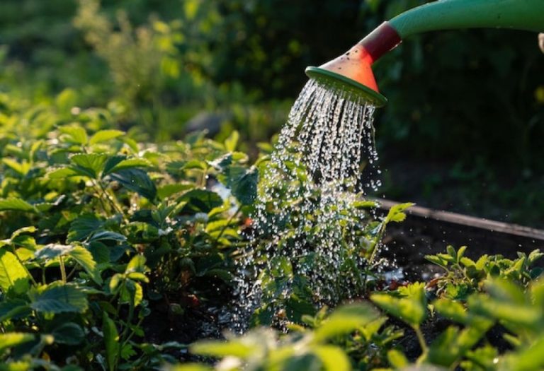 How to Siphon with a Garden Hose Without Spills